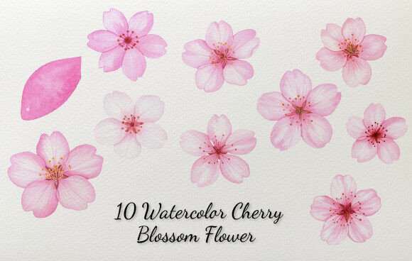 Download 10 Watercolor Cherry Blossom Flower - Cherry blossom Collection